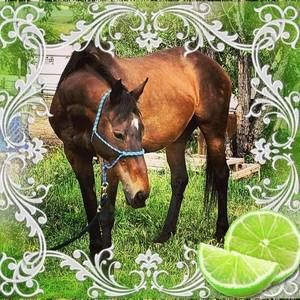 Meet your Posher, Joy